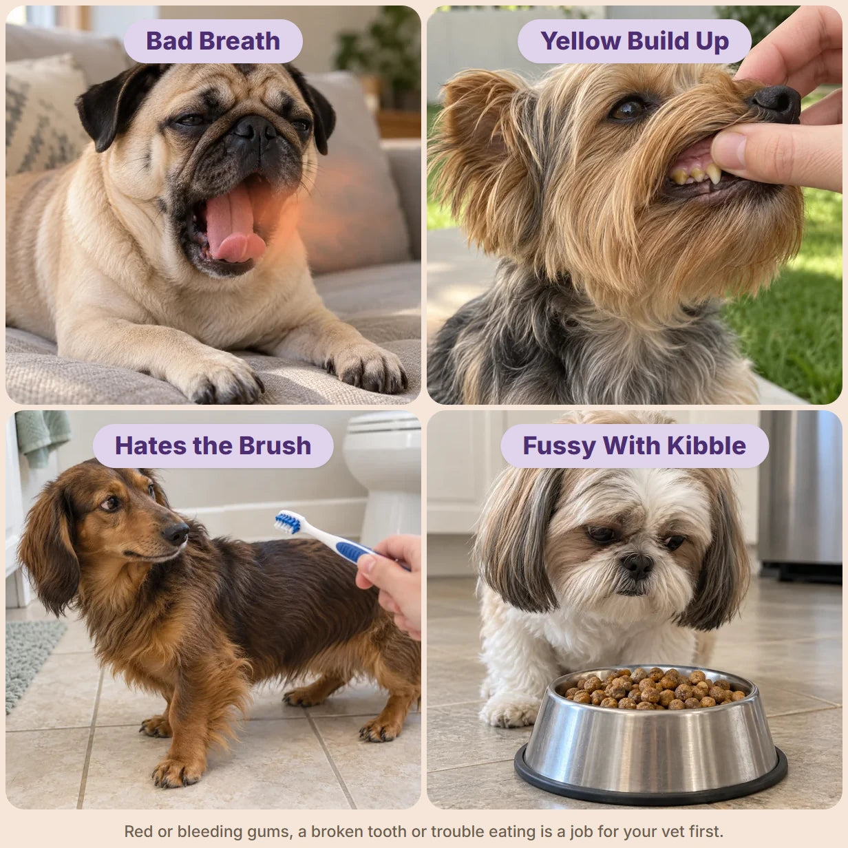 Four dogs showing dental signs: Bad Breath, Yellow Build Up, Hates the Brush, Fussy With Kibble
