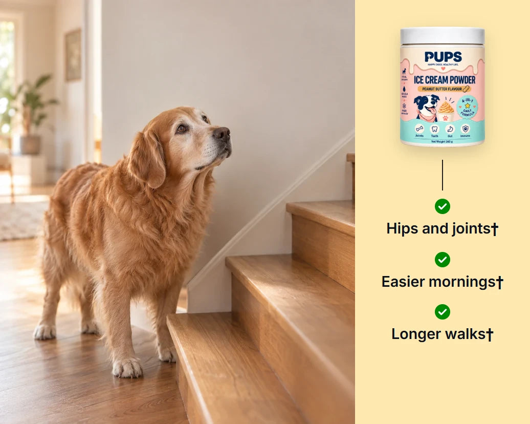 A senior golden retriever waiting at the foot of the stairs, beside the PUPS tub with three ticks: hips and joints, easier mornings, longer walks