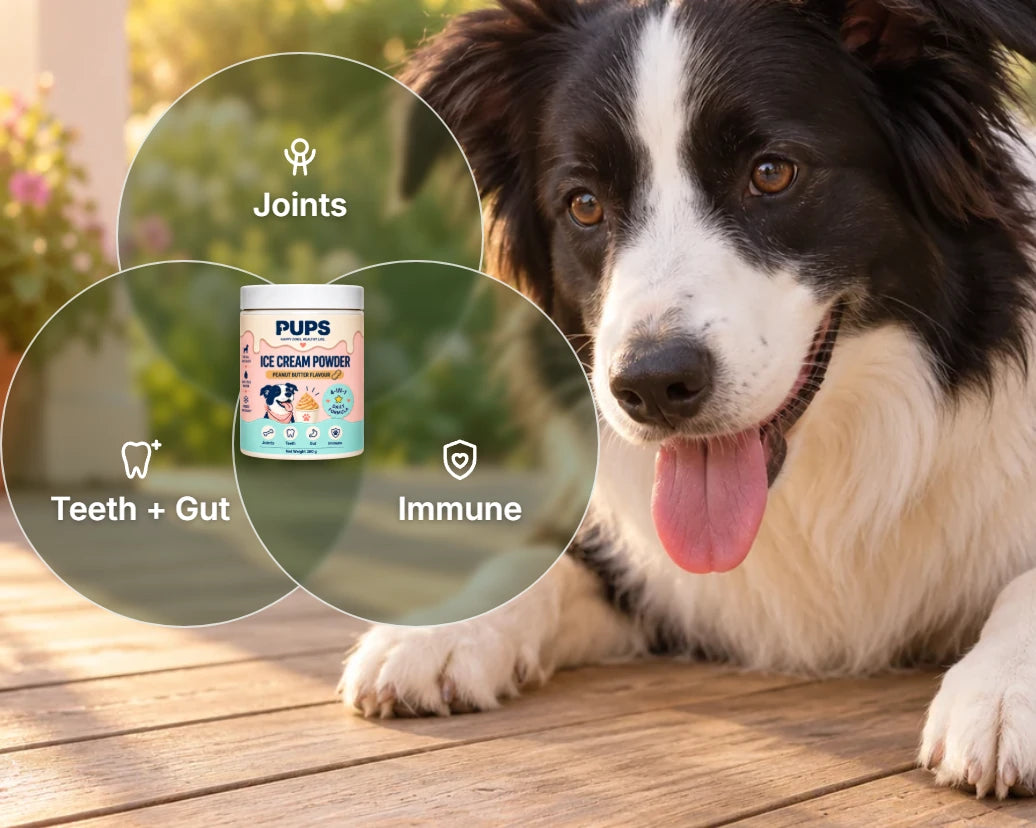 A border collie with three circles: joints, teeth plus gut, immune, around the PUPS tub