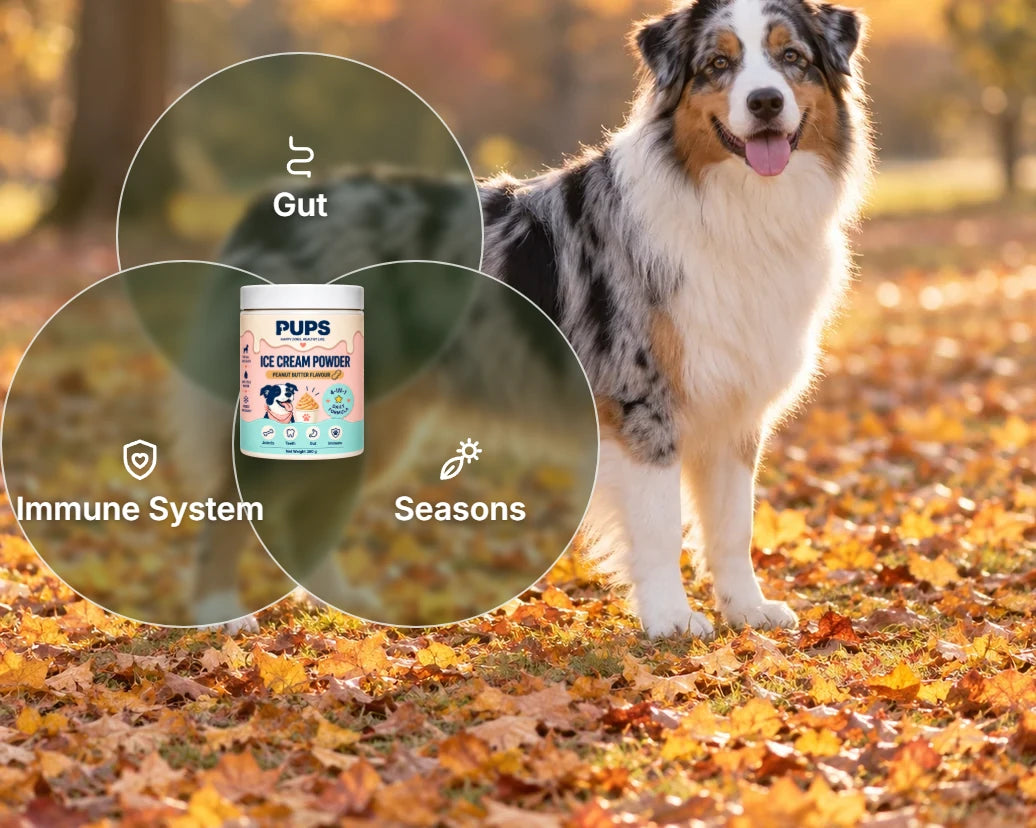 An Australian shepherd in autumn leaves with three circles: gut, immune system, seasons, around the PUPS tub