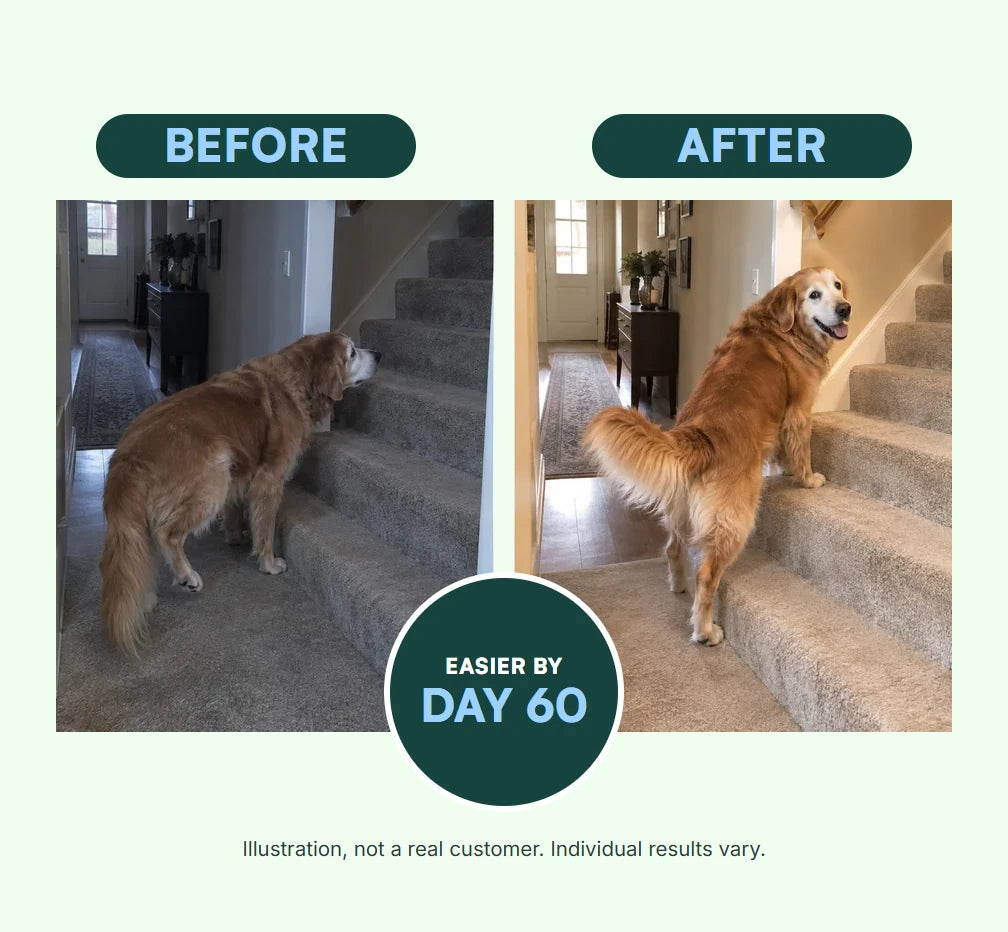 Before and after illustration: a senior golden retriever waiting at the foot of the stairs, then climbing them, with a badge reading EASIER BY DAY 60. Illustration, not a real customer. Individual results vary.