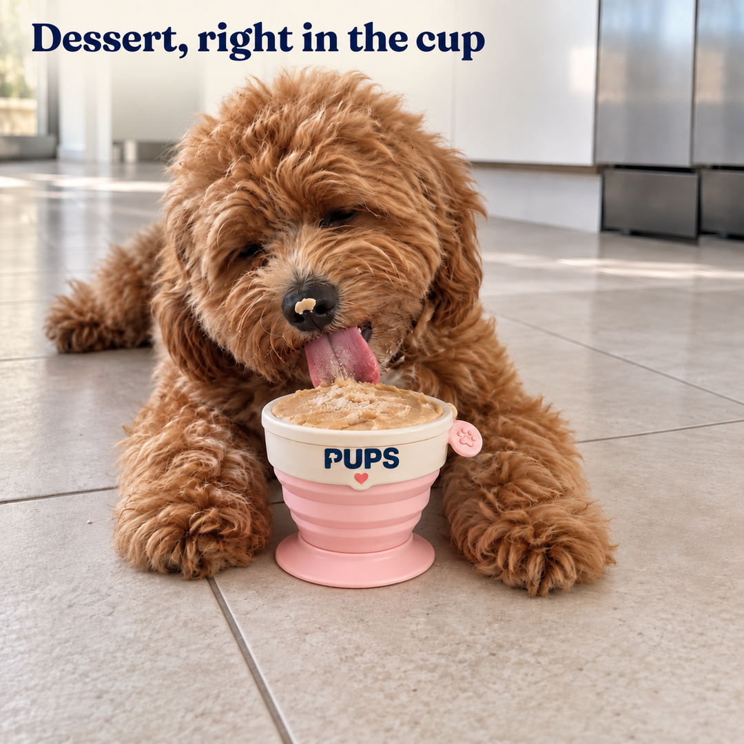 Charlie licking PUPS from a collapsible cup