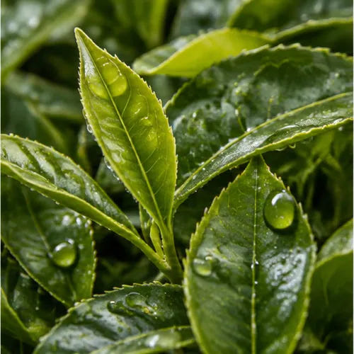 Green tea extract