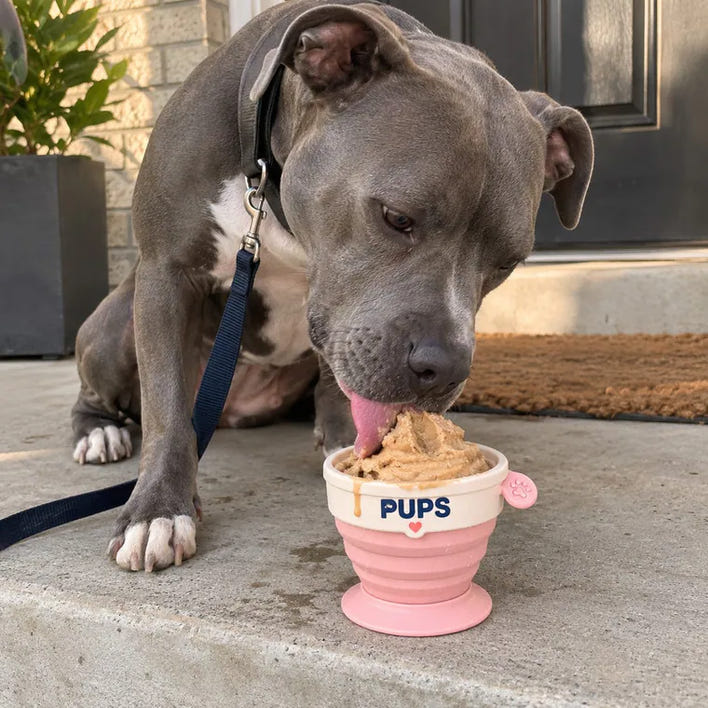 Blue, pit bull mix