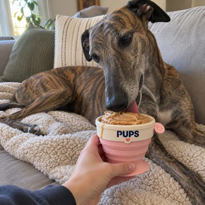 Olive, greyhound