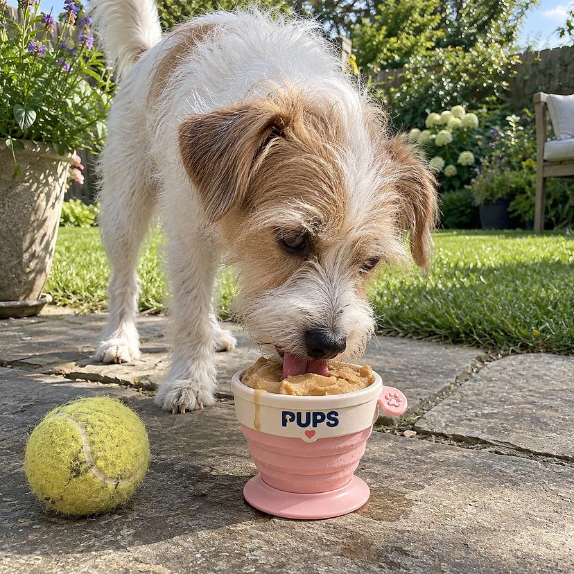 Scout, terrier mix