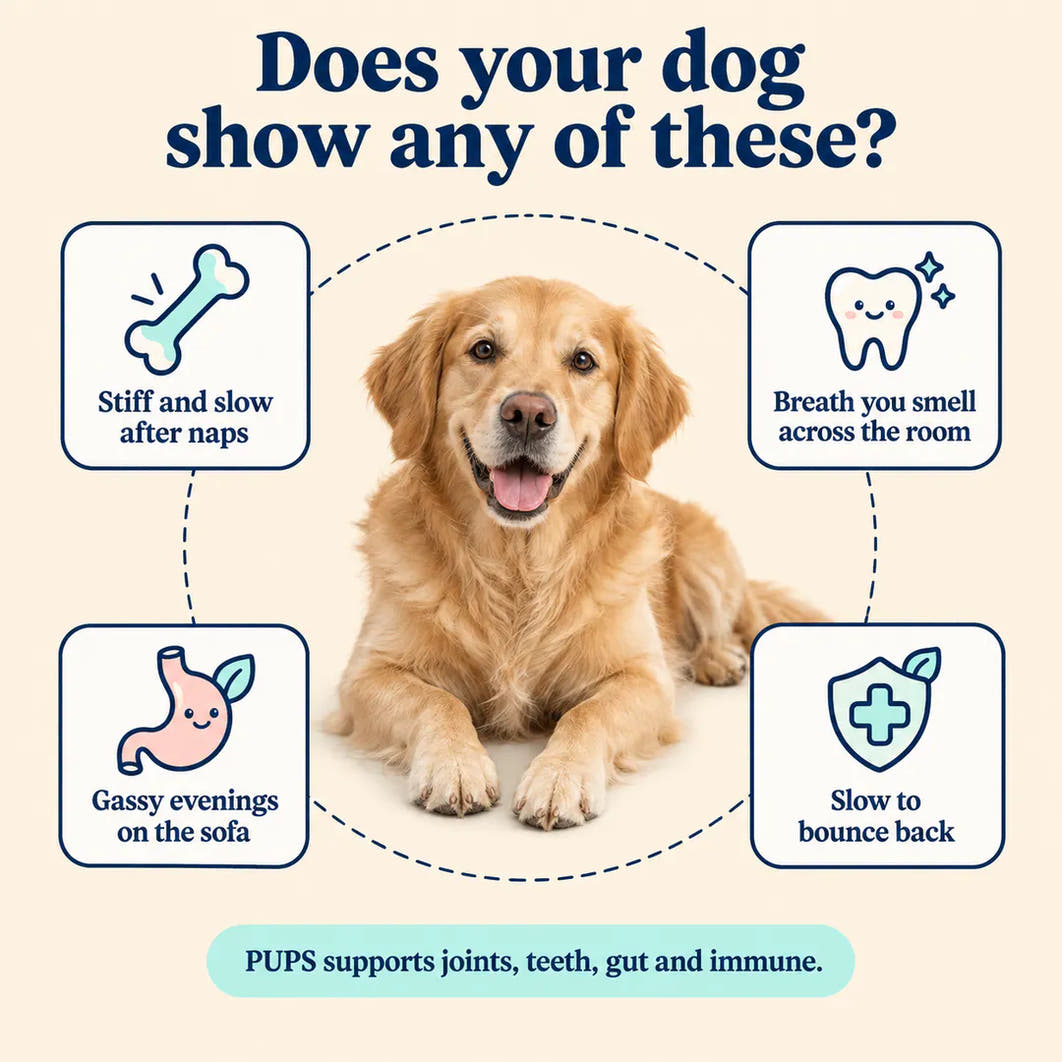 Does your dog show any of these?
