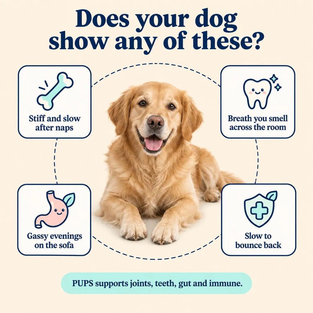Does your dog show any of these?
