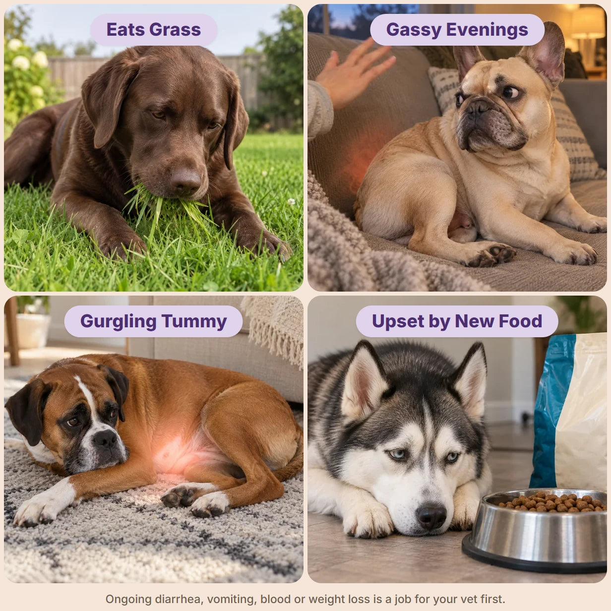 Four dogs showing tummy signs: Eats Grass, Gassy Evenings, Gurgling Tummy, Upset by New Food