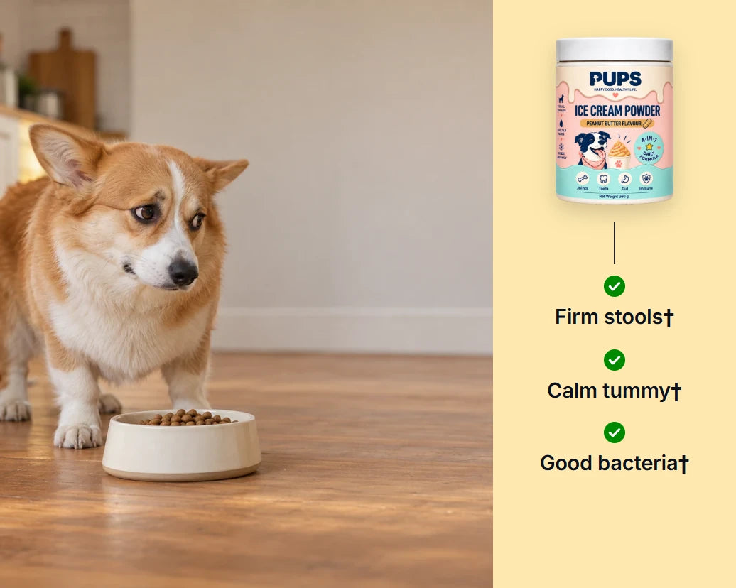 A corgi looking at his food bowl, beside the PUPS tub with three ticks: firm stools, calm tummy, good bacteria