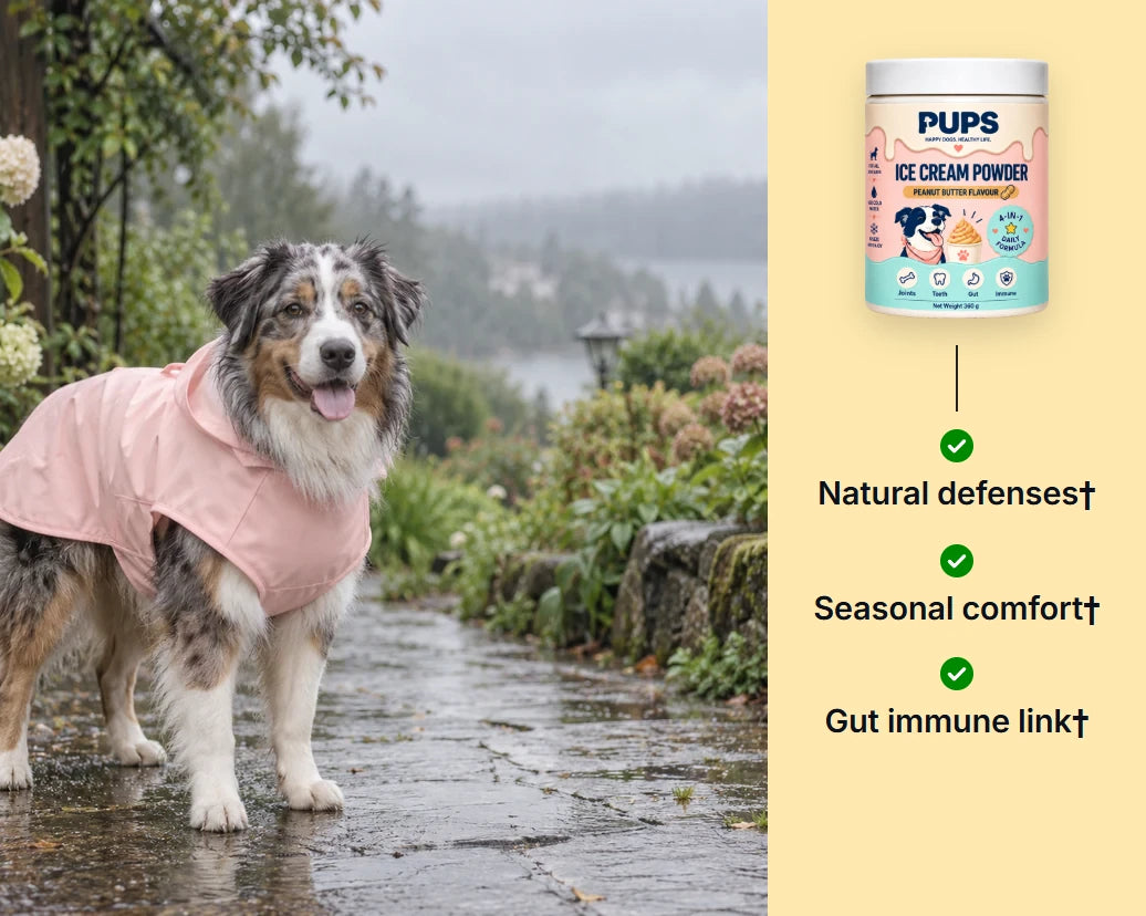 An Australian shepherd in a raincoat on a rainy spring path, beside the PUPS tub with three ticks: natural defenses, seasonal comfort, gut immune link