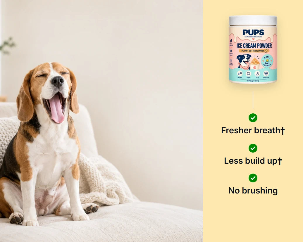 A beagle yawning on the sofa, beside the PUPS tub with three ticks: fresher breath, less build up, no brushing
