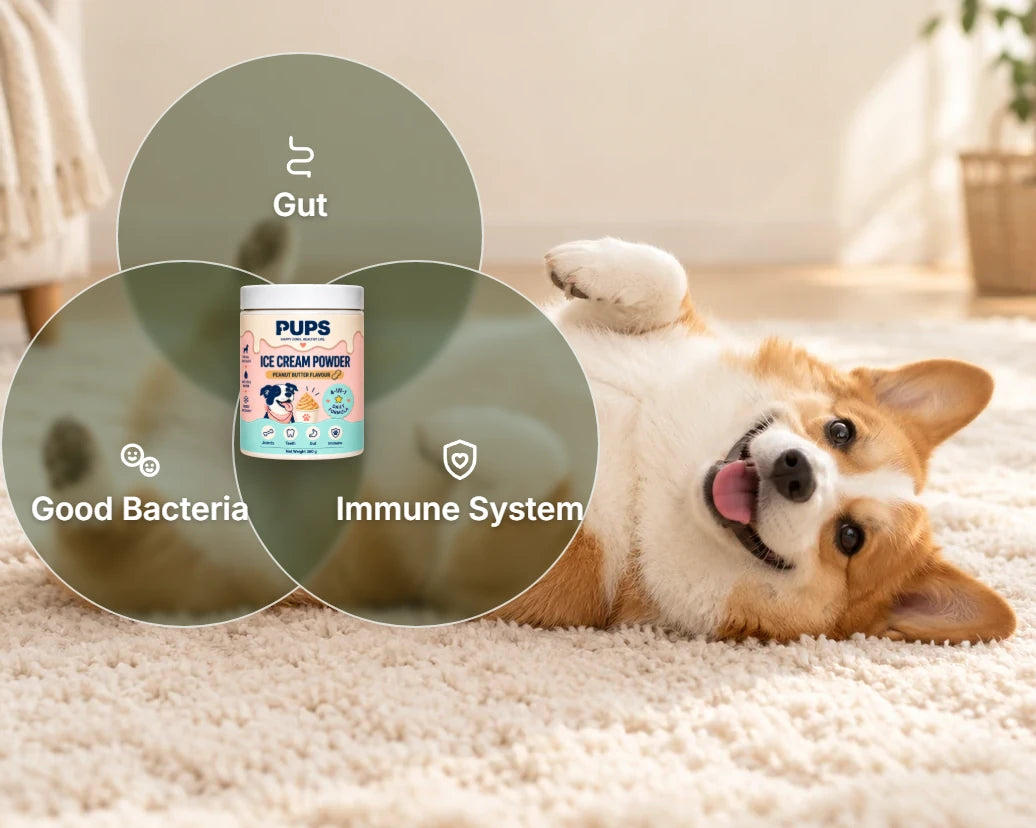 A happy corgi with three circles: gut, good bacteria, immune system, around the PUPS tub