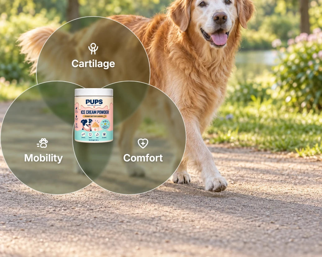A golden retriever on a sunny path with three circles: cartilage, mobility, comfort, around the PUPS tub