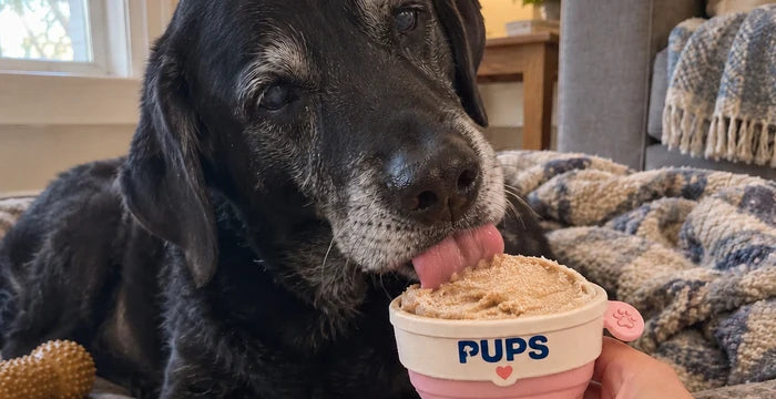 Duke, a senior black lab, licking his PUPS cup
