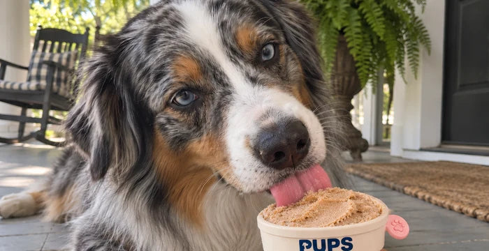 Luna, an Australian shepherd, with her PUPS cup on the porch