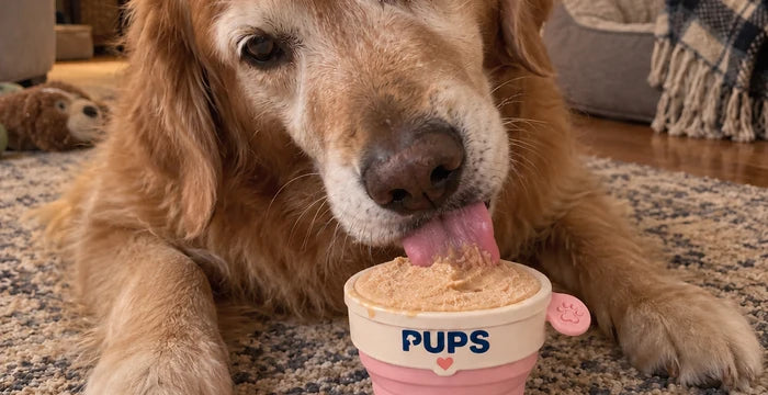 Bailey, a golden retriever, licking her PUPS cup on the rug by the stairs