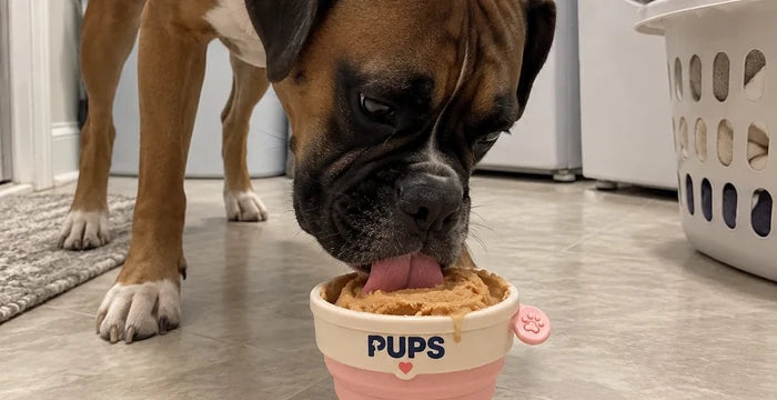 Bruno, a boxer, licking his PUPS cup