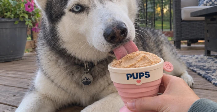 Rocky, a Siberian husky, with his PUPS cup on the deck