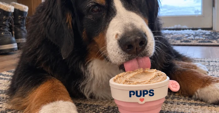 Bear, a Bernese mountain dog, with his PUPS cup on the entry rug