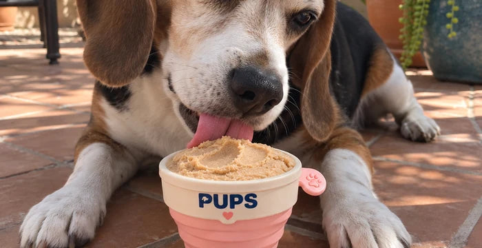 Buster, a beagle, with his PUPS cup on the patio