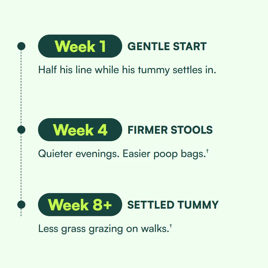 A 3 step timeline. Week 1, GENTLE START: Half his line while his tummy settles in. Week 4, FIRMER STOOLS: Quieter evenings. Easier poop bags. Week 8+, SETTLED TUMMY: Less grass grazing on walks.